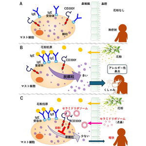 セラミドリポソームの点鼻がアレルギー性鼻炎を抑えるメカニズムを解明