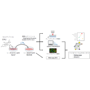 早稲田大学×シーボン 共同研究コルチゾールにより変化した表皮細胞由来エクソソームが真皮細胞の機能性に影響を与える可能性を発見