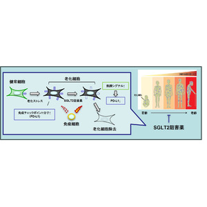 臨床応用可能な老化細胞除去薬の同定に成功