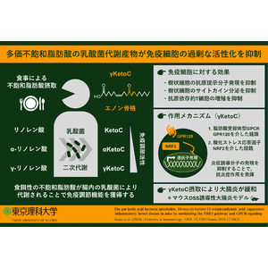 腸内乳酸菌による脂肪酸代謝産物が抗炎症作用を示し炎症性腸疾患を緩和することを明らかに ～食用油に由来する成分の効能を遺伝子、細胞、個体レベルで解析～