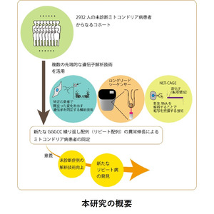 塩基の新規繰り返しの異常伸長による脳症を同定