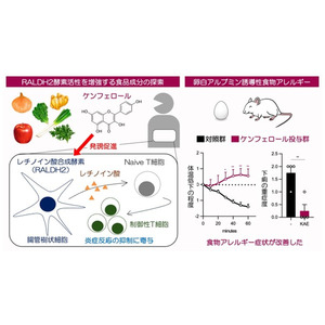 抗炎症免疫応答に寄与するRALDH2の発現を促す食品由来物質を同定　～免疫疾患の新たな予防法開発につながる成果～