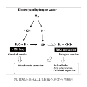 日常的な抗酸化、抗炎症が可能な電解水素水に期待　電解水素水による包括的腎臓病対策研究の総説論文を発表