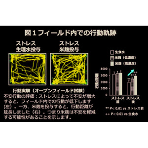 米麹がマウスのストレスを軽減することを確認しました