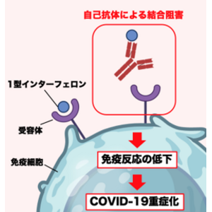 新型コロナウイルス感染症の重症化メカニズムを解明