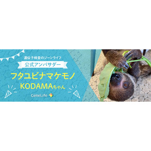 ジーンライフのブランドアンバサダーにナマケモノのKODAMAちゃんを起用