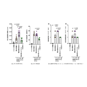 ヤエヤマクロレラの摂取が、マイコトキシンの一種であるデオキシニバレノールにより増悪する皮膚アレルギー症状を軽減する可能性を示す研究結果を確認