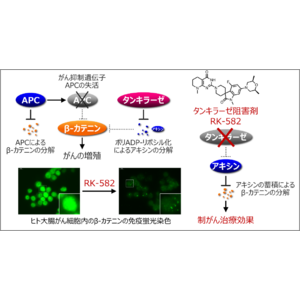 がん研・理研発 タンキラーゼ阻害剤RK-582 大腸がん患者を対象に国内初の医師主導第I相治験を開始