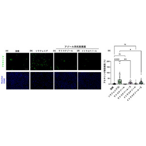 アゾール系抗真菌薬はマルチキナーゼ阻害薬による表皮細胞障害を抑制する