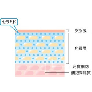 石油系界面活性剤不使用のセラミド配合化粧水開発に成功
