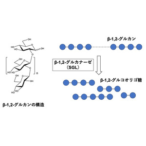 系統的に新規なβ-1,2-グルカナーゼ群の発見 ～酵素の構造解析・機能解析から解明された分子進化の手がかり～
