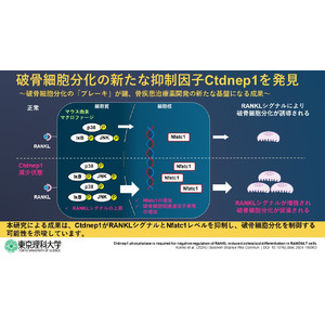 脱リン酸化酵素Ctdnep1 が破骨細胞の分化を抑制する ～骨疾患の新たな治療戦略開発に向けて～