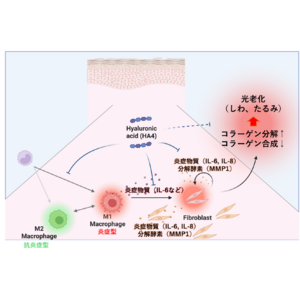 ヒアルロン酸による光老化抑制効果を発見