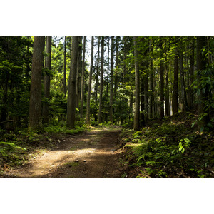 資生堂、新居浜市、住友林業で三者協定を締結 ～木のトータルコーディネートサービスで「BAUM」植樹活動をサポート～