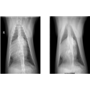 AI・ディープラーニング技術開発のリッジアイ、北大動物医療センターとの共同開発で、猫の胸部X線画像から骨を除去するAI技術の開発に成功