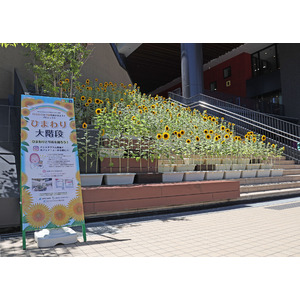 i-Mall「ひまわりの大階段」が開花しました