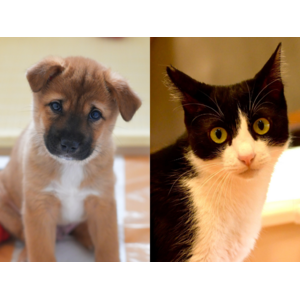 【犬猫生活福祉財団】犬猫の譲渡活動等を行う保護団体へ助成金を交付