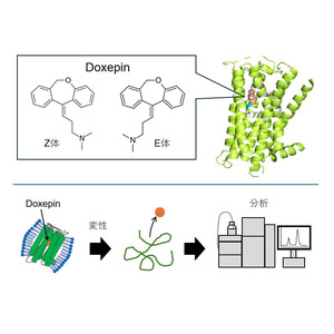 抗ヒスタミン薬Doxepinの異性体による結合特性のちがいを解明 ～次世代抗ヒスタミン剤の設計へ向けた新たな知見～