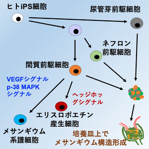 ヒトiPS細胞から腎間質前駆細胞の選択的な分化誘導法を開発し糸球体メサンギウム構造を有する腎組織を体外で作製することに初めて成功