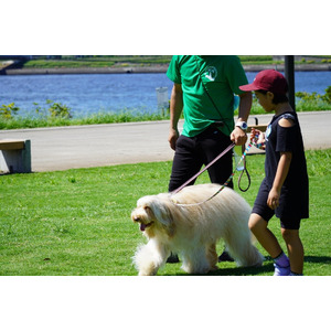ニチイで活躍中のセラピー犬「オーストラリアン・ラブラドゥードル」が子ども向けイベント「コドモジブンケンキュウフェスタ」に参加