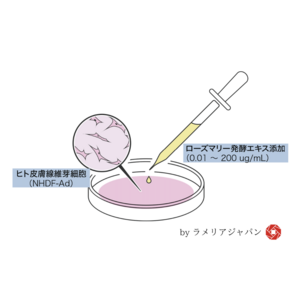 株式会社ラメリア・ジャパン、九州大学との共同研究で独自原料の機能性試験を実施 ― 加齢による肌のシワとたるみ改善に向けた新規原料の開発へ