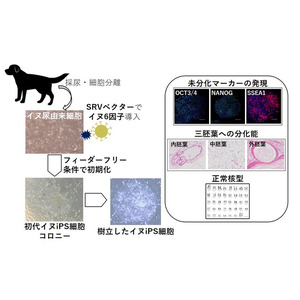 世界初！イヌの尿由来細胞からのiPS細胞安定作製に成功