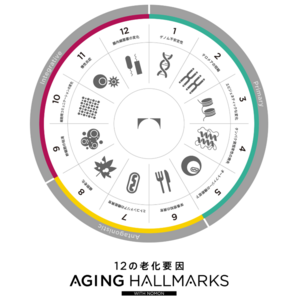 12の老化要因『AGING HALLMARKS』～人類の老化制御を目指し、 研究・開発・製品化の指標に～
