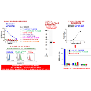 日本人に多い3種類の腸内細菌に対するモノクローナル抗体を樹立！