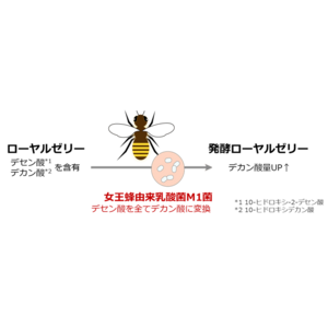女王蜂由来乳酸菌M1菌でつくられる「発酵ローヤルゼリー」が免疫機能を維持・強化する可能性