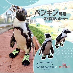 【株式会社anifull】マリンワールド海の中道のペンギン専用に、足の甲を保護するオーダーメイドサポーターを開発