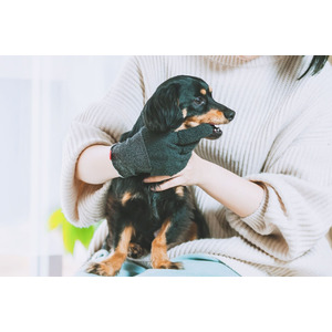 「歯磨きはもっと楽で自由でいい！」愛犬・愛猫用の“歯磨きグローブ”がついに一般販売開始！