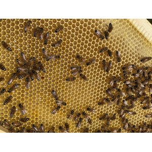 MYHONEYが国内の自社養蜂場「MYHONEY BEE GARDEN」で採れたはちみつを販売開始