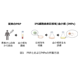 iPS細胞由来巨核球と血小板が創傷治癒を促進～既存治療の欠点を解消する新規製剤の開発に期待～