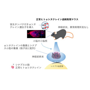 シナプス前終末におけるシナプス小胞プール形成へのα-シヌクレインの役割が明らかに