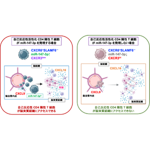 病原性 CD4 陽性 T 細胞に発現するマイクロRNAがケモカイン受容体の発現を制御し、自己免疫疾患発症に関与