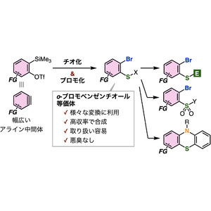 高機能有機硫黄化合物の合成に有用なo-ブロモベンゼンチオール等価体の新合成法を開発 ～炭素-硫黄結合、炭素-臭素結合を一度に形成する効率的な合成法～