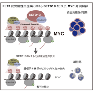 白血病悪化のカギを握る酵素を発見~がん遺伝子「MYC」を支える仕組みに迫る~
