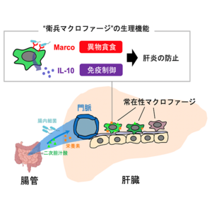 肝臓の炎症を防ぐ特殊なマクロファージを発見