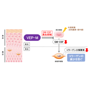 日本メナード化粧品、安定化ビタミンE誘導体『VEP-M』がコラーゲンの減少を防ぐことを発見