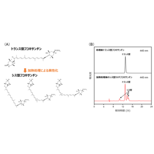 シス型フコキサンチンの高い紫外線遮蔽作用を実証！