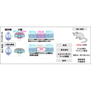 神経組織におけるカテプシンBおよびLの欠損は小脳萎縮を引き起こす