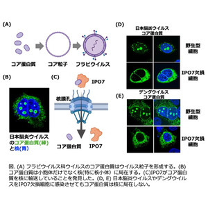 フラビウイルスのコア蛋白質に共通の核輸送担体の同定