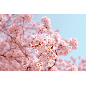 ZEN PLACE | 「高輪 桜まつり2024」春空の下で心と体を整える「SAKURA morning YOGA」を桜が見頃を迎える2024年3月30日（土）・31日（日）9:00~10:00に実施