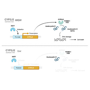 天然化合物 austocystin D ががん細胞に対して選択的に毒性を発揮するメカニズムを解明 ～新規抗がん薬の開発に向けて～