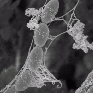 【Microbiology Spectrum誌に論文掲載】「カスピ海乳酸菌」による寿命延長メカニズムを解明