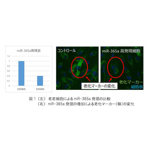 【ファンケル】マイクロRNAの一種であるmiR-365aに細胞老化抑制とコラーゲン・エラスチン産生促進作用を確認