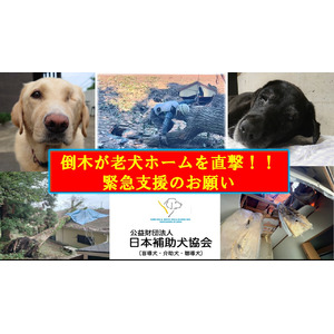 日本補助犬協会、「老犬ホーム」再建のためクラウドファンディングを開始
