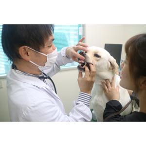 「アイメイト（盲導犬）の歯科検診」の様子を公開