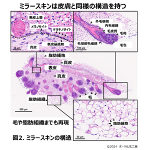 iPS細胞から一人ひとりの個性を反映した皮膚を作製することに成功　究極のテーラーメイド化粧品の創出を目指す