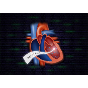 心臓内の『渦血流』を評価する世界初の理論を発表
